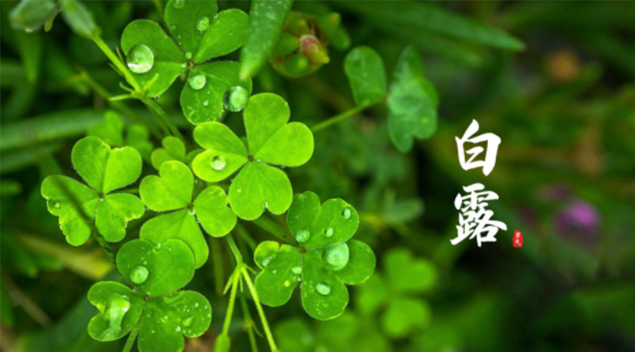 白露時節(jié)！ 金環(huán)電器提醒大家要注意這些事項(xiàng)